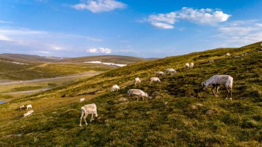 Bir ren geyiği sürüsü Norveç 'in yeşil bir yamacında, açık mavi gökyüzünün altında tüylü beyaz bulutlarla otluyor. Kuzey Burnu, Nordkapp, Norveç