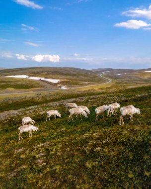 Bir ren geyiği sürüsü Norveç 'teki yemyeşil bir yamaçta otluyor. Dolambaçlı bir yol yılanı, uzak karlı tepelere doğru gidiyor. Kuzey Burnu ya da Nordkapp, Norveç