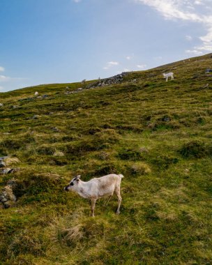 Yalnız bir ren geyiği Norveç 'te çimenli bir yamaçta otlarken, birkaç ren geyiği uzaktan görülebilir. Gökyüzü mavi ve hava açık..