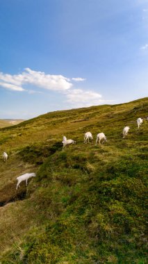 Norveç 'teki otlak bir yamaçta otlayan beyaz ren geyiği sürüsü. Gökyüzü kabarık bulutlarla mavidir. Kuzey Burnu, Nordkapp, Norveç