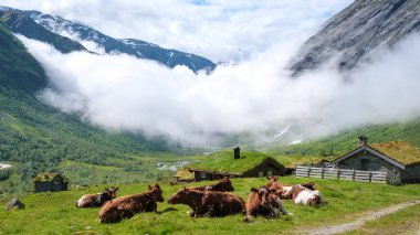 Kahverengi inek sürüsü, otlak bir çayırda geleneksel bir Norveç evi ve arka planda sisli bir vadiyle rahatlar..
