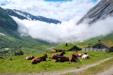 Geleneksel ahşap bir kulübesi ve arka planda yuvarlanan tepeleri olan Norveç vadisindeki çimenli bir yamaçta huzur içinde uzanan bir inek sürüsü..