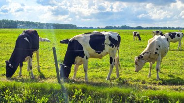 İnekler canlı yeşil otlaklarda huzur içinde otlar, güneşli bir günün sıcaklığında güneşlenirler, Hollanda 'nın pitoresk tarım arazileriyle çevrili.
