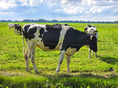 Cows roam freely in a vibrant green meadow, enjoying the sunshine and the lush surroundings of Noordoostpolder.