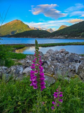 Mor tilki eldivenleri, Norveç 'in çarpıcı sahil şeridinin ve akşam gökyüzünün altındaki görkemli dağların sükunetini yansıtarak suyun kenarında gelişir..