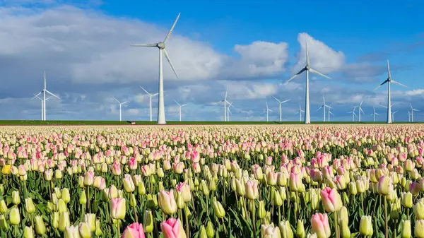 Renkli lale tarlaları yükselen yel değirmenlerine doğru uzanıyor, parlak mavi gökyüzü altında doğa ve yenilikleri uyumlu hale getiriyor. Hollanda 'daki yel değirmeni parkı yeşil enerji sağlıyor