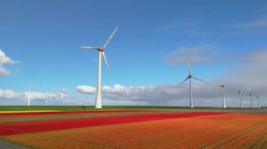 Bu çarpıcı manzara, Hollanda 'nın sürdürülebilirliğe ve devam eden enerji geçişine olan bağlılığını sembolize eden güçlü rüzgar türbinlerinin yanında canlı lale alanları sergiliyor.