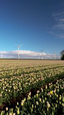 Hollanda 'da, ikonik rüzgar türbinlerinin enerji geçişine ve sürdürülebilirliğe olan bağlılığı sembolize ettiği çarpıcı lale tarlalarını keşfetmek için olağanüstü bir yolculuğa çıkın.