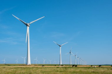 Uzun rüzgar türbinleri ufuk boyunca esiyor, rüzgarda usulca dönüyor inekler aşağıda huzur içinde otlarken, canlı mavi bir gökyüzünün arka planına kuruluyor. Westermeerdijk Hollanda Yel Değirmeni Parkı