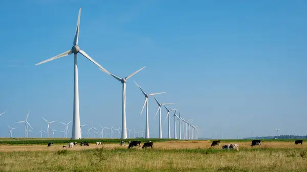 stock image Grazing cows roam freely in a lush field beneath towering windmills, basking in the warmth of a clear, sunny day at the Urkerveld in Urk Netherlands