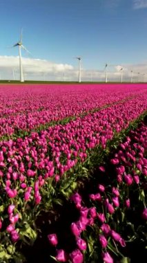 Hollanda 'daki canlı lale alanlarının yeşil enerji ve sürdürülebilirlik uygulamalarını sembolize eden rüzgar türbinleriyle tamamlanmış nefes kesici ve çarpıcı güzelliğini keşfedin ve keşfedin.