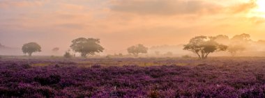 Veluwe Zuiderheide 'de canlı fundalık tarlaları sabah sıcacık ışıklarıyla yıkanarak sakin bir atmosfer yaratıyor. Bloei 'de saklanıyor, çeviri Hollanda' da çiçek açıyor.