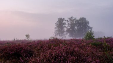 Titrek fundalık çiçekleri, sabah ışıklarıyla hafifçe aydınlatılan araziyi kaplıyor. Sis Veluwe Zuiderheide 'in dingin tarlalarını kaplıyor..