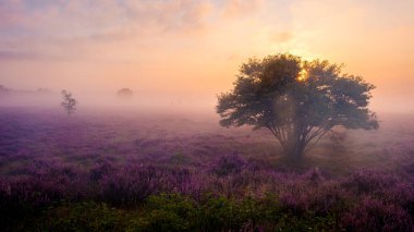 Sabahın erken saatlerinde sisle kaplanmış mor fundalıklarla kaplanmış huzurlu bir manzara. Zuiderheide Veluwe Hollanda