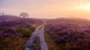 Engin çiçek açan fundalıkların arasından geçen sakin bir patika Veluwe Zuiderheide Hollanda 'da şafağın yumuşak renklerinde yıkanır.
