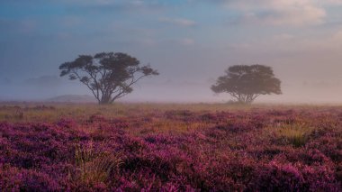 Yumuşak sabah ışığı canlı fundalık tarlalarını mor renklerde yıkarken ağaçların siluetleri yumuşak bir siste yükseliyor. Zuiderheide Hollanda, Bloei 'de saklan, tercümesi çiçek açan fundalık