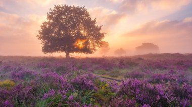 Sabah ışığı parlak fundaları mor ve altın renklerinde yıkayarak Veluwe Zuiderheide Hollanda 'da dingin bir manzara yaratıyor, bloeiende heithe den, çeviri çiçek açan fundalık alanları