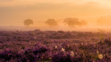Canlı fundalık tarlaları güneşin yumuşak altın parıltısı altında uyanır, Veluwe Zuiderheide Hollanda 'da sakin bir manzara oluşturur, bloei Heide, çeviri heather çiçek