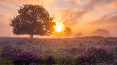 Altın güneş ışığı, yalnız bir ağacın Zuiderheide Veluwe Hollanda 'da sisli bir sabahta nöbet tuttuğu canlı fundaları yıkıyor.