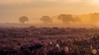 Ufuk boyunca uzanan canlı fundalık alanları, gün batımının ılık parıltısını kucaklayarak, sisli bir şekilde manzarayı sarıyor. Zuiderheide Hollanda, Bloei 'de saklan, tercümesi çiçek açan fundalık
