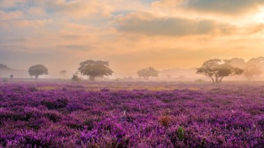 Heather, yumuşak sabah ışığı Veluwe Zuiderheide Hollanda üzerindeki sisi delip geçerken, peyzajı morun tonlarıyla örtüyor.