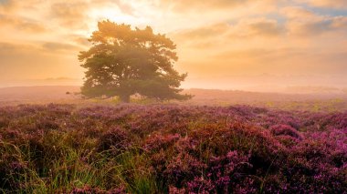 Veluwe Zuiderheide Hollanda boyunca uzanan canlı fundalıklar, güneşin yumuşak parıltısıyla aydınlanır, dingin ve büyüleyici bir manzara yaratır..