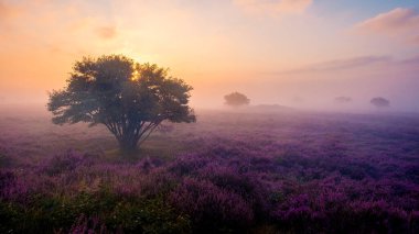 Huzurlu bir manzara serpilen fundalık tarlalarını ortaya çıkarır yumuşak sabah ışığıyla yıkanmış, sis büyülü bir atmosfer yaratır. Zuiderheide Veluwe Hollanda