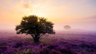 Çiçek açan fundalardan oluşan canlı bir manzara ufuk boyunca uzanır, yumuşak sabah ışığı ile yıkanır ve sis yeryüzünü kaplar. Zuiderheide Veluwe Hollanda