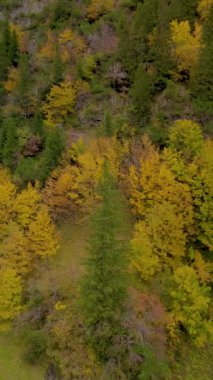 Appenzell Innerrhoden 'daki Falensee Gölü' nün etrafındaki nefes kesici sonbahar dönüşümüne tanık olun. Altın yeşilliğin yükselen dağlarla buluştuğu yer. Doğanın canlı bir duvar halısı güzelliği yaratıyor..