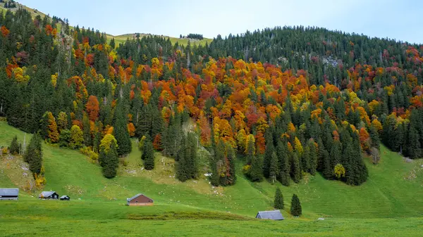 Apenzell 'de Falensee' de sonbahar battaniyeleri. Parlak kırmızı, turuncu ve sarı tonlarıyla. Bereketli yeşil çayırlar, canlı ağaçlarla çok güzel tezat oluşturuyor. Resmedilmeye değer bir manzara yaratıyor..