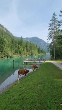 İnekler kıyı şeridinde otlarken, yemyeşil yemyeşil ve sakin bir atmosferle tamamlanmış güzel dağların arka planında sakin bir öğleden sonranın tadını çıkarın. Plansee Avusturya