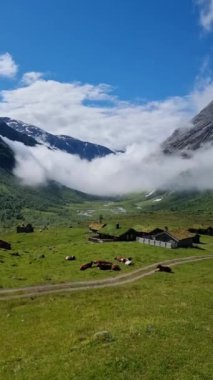 Pofuduk bulutların yükselen zirveler arasında dans ettiği Norveç vadisinin dingin güzelliğini deneyimleyin. İnekler yemyeşil otlaklarda huzur içinde otlar ve güzel bir manzara yaratırlar..