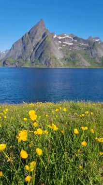 Altın kır çiçekleri Norveç 'teki görkemli dağları yansıtan sakin suların yakınındaki meltemde hafifçe sallanırlar. Parlak mavi gökyüzü, Lofoten 'in bu resimsel manzarasına canlı bir dokunuş ekler.