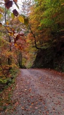Düşen yapraklarla kaplı huzurlu bir orman yolu güneş batarken sonbahar renkleriyle parlıyor ve izleyicileri Falensee İsviçre 'de huzur verici bir cazibeye davet ediyor.