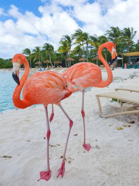 İki canlı flamingo, sallanan palmiye ağaçları ve ışıldayan bir turkuaz denizle çevrili ve Aruba 'daki tropikal bir kaçışın özünü yakalayan çarpıcı plajın yumuşak, beyaz kumsalında zarif bir poz veriyor.