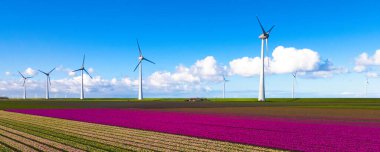 A picturesque scene of a vibrant field filled with colorful tulip flowers, with elegant windmill turbines spinning in the distance against a clear blue sky in the Netherlands clipart