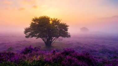 Sisli sabah ışığı, büyüleyici Veluwe Zuiderheide Hollanda 'da gün doğumunda sisle ya da sisle ortaya çıkan ağaçların siluetleriyle canlı fundalık alanları ortaya çıkarır.