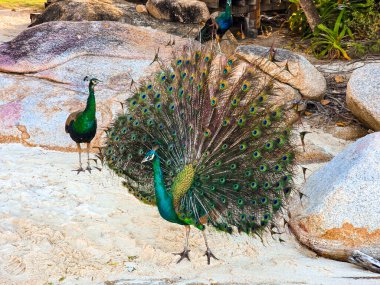 Görkemli bir tavus kuşu renkli tüylerini Koh Munnork Adası 'nın kumlu kıyılarında, manzaralı kayalar ve tropikal yapraklarla çevrili olarak gösterir..