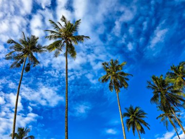 Uzun palmiye ağaçları, tüylü beyaz bulutlarla benekli, parlak mavi bir gökyüzüne doğru uzanır. Bu sakin manzara Koh Kood, Tayland 'daki tropikal cennetin özünü yakalar ve rahatlamayı davet eder..