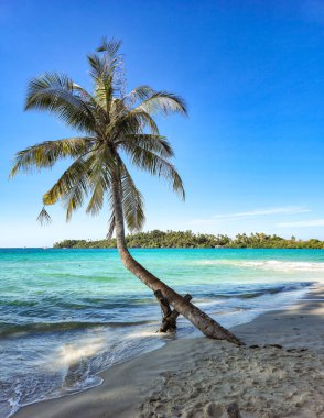 Tayland, Koh Kood 'a yerleşmiş bir palmiye ağacı, turkuaz suların üzerine doğru eğilerek huzurlu bir atmosfer yaratıyor. Altın kum, ziyaretçileri kumsalın sakin güzelliğinin tadını çıkarmaya davet eder..