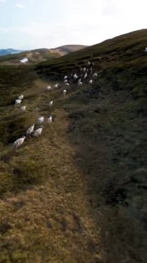 Norveç 'in göz kamaştırıcı manzaralarında ren geyiği, ren geyiği ve geyik sürüleri Nordkapp Norveç' teki altın saat boyunca yuvarlanan tepeleri aşarlar.