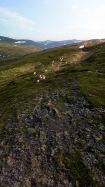 Norveç 'in nefes kesici manzarası bir ren geyiği sürüsünün Nordkapp Norveç' in yemyeşil yeşilliklerinde dolaştığını gösteriyor.