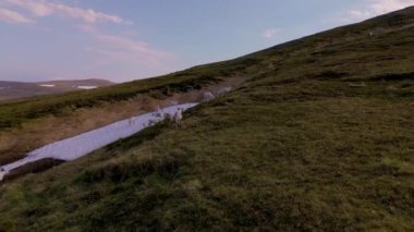 Nordkapp Norveç 'in sakin yabanda, bir ren geyiği sürüsü yemyeşil yamaçlarda özgürce dolaşıyor. Göz kamaştırıcı arka plan, ılık güneş ışığında parlayan kar parçalarını barındırıyor..