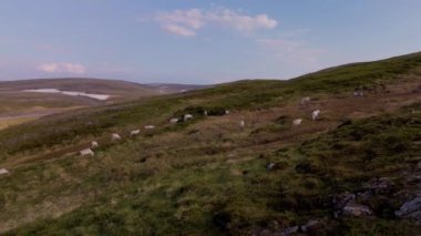 Nordkapp Norveç 'in pitoresk dağlık arazilerinde huzur dolu bir manzara sergilenmektedir. Geyikler yemyeşil tepelerde özgürce dolaşır güneşli bir öğleden sonranın hafif sıcaklığında güneşlenirler..