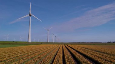 Parlak mavi gökyüzü geniş tarlaların üzerinde canlı lale çiçekleriyle süslenirken, yel değirmeni türbinleri zarif bir şekilde dönüyor, Hollanda 'da yenilenebilir enerjiden faydalanıyor..