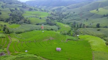 Chiang Mai Tayland 'ın nefes kesen pirinç tarlalarını keşfedin. Canlı yeşil teraslar tepeler boyunca uzanıyor. Güneşin altında gelişen bu tarım cennetinin güzelliğini hissedin..