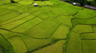 Tayland 'ın Chiang Mai kentindeki yemyeşil pirinç tarlaları karmaşık desenler sergiliyor..