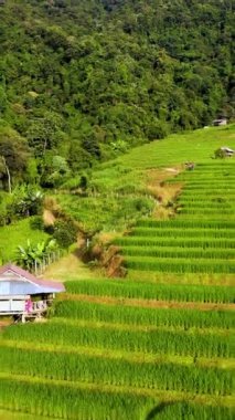 Çiftçilerin gelişen pirinç tarlalarına eğilimli oldukları Chiang Mai 'nin canlı güzelliğini tecrübe edin..