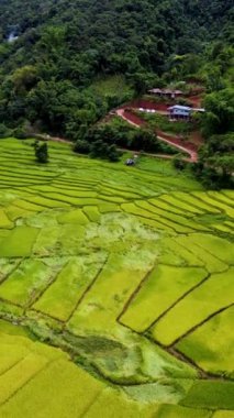 Chiang Mai, Tayland 'daki büyüleyici pirinç tarlalarına tanık olun. Canlı yeşil teraslar sergiliyorlar. Kırsal hayatın huzurunu, hasat mevsiminin güzelliği arasında yaşayın..