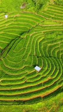 Chiang Mai 'deki çarpıcı pirinç tarlası manzarası karmaşık terasları ve canlı yeşillikleri gözler önüne seriyor. Tayland kırsalının ve tarım mirasının dingin güzelliğini gözler önüne seriyor..